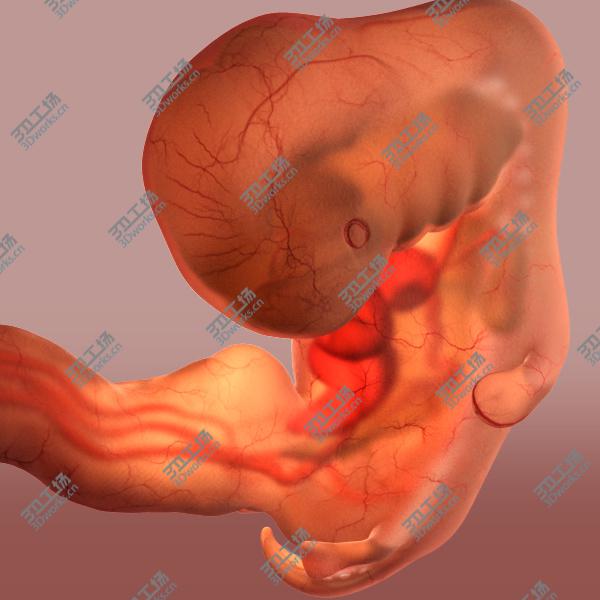 images/goods_img/202105072/Baby Fetus 5 Weeks/3.jpg